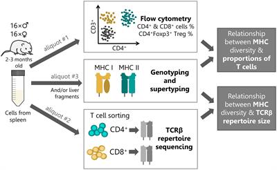 Evolutionary trade-offs constraining the MHC gene expansion: beyond simple TCR depletion model